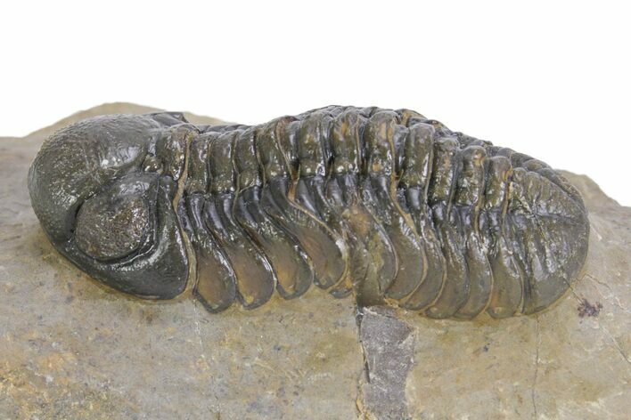 Multi-Toned Austerops Trilobite - Ofaten, Morocco #359593